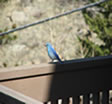 active at altitude - bluebird